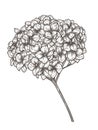 Vector illustration of hydrangea branch Royalty Free Stock Photo